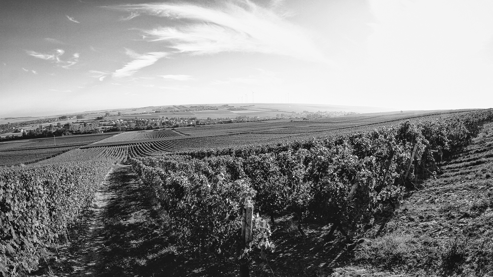 Vineyards in Rheinhessen