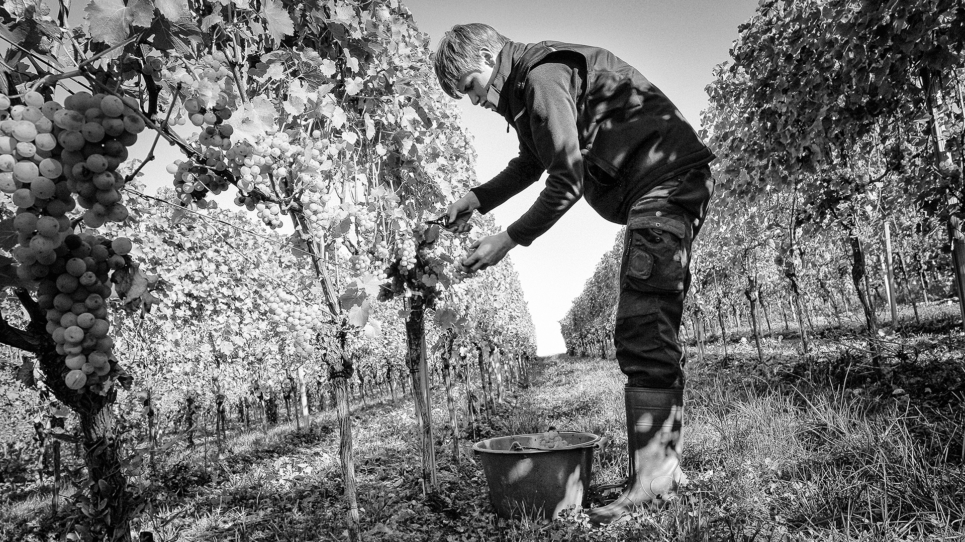 Handpicking in Ober-Flörsheim